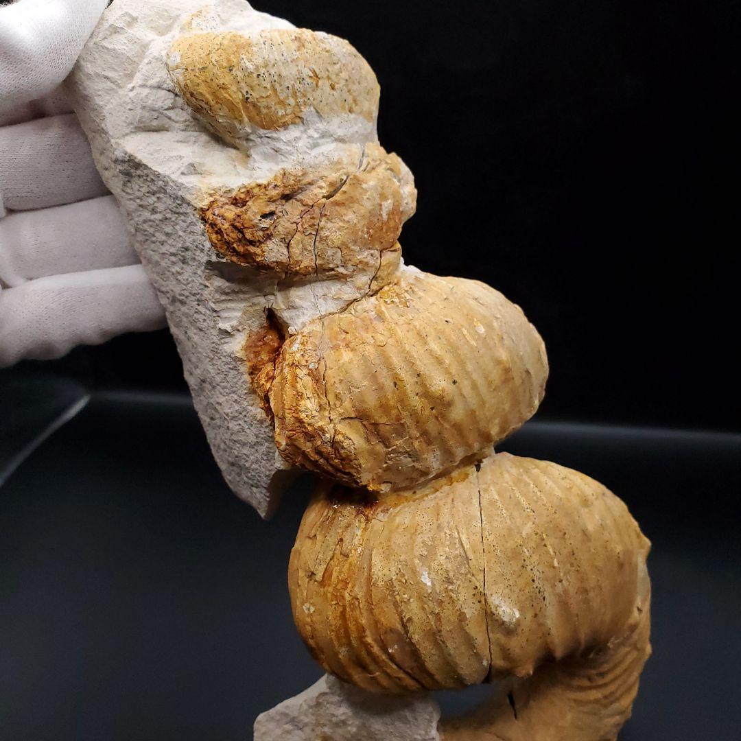 希少 異常巻き アンモナイト 化石 本物 フランス産 250mm fr34