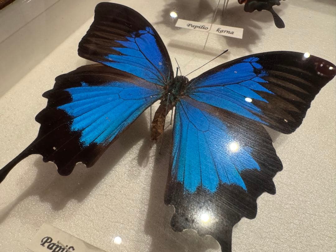 蝶の標本 多種類セット