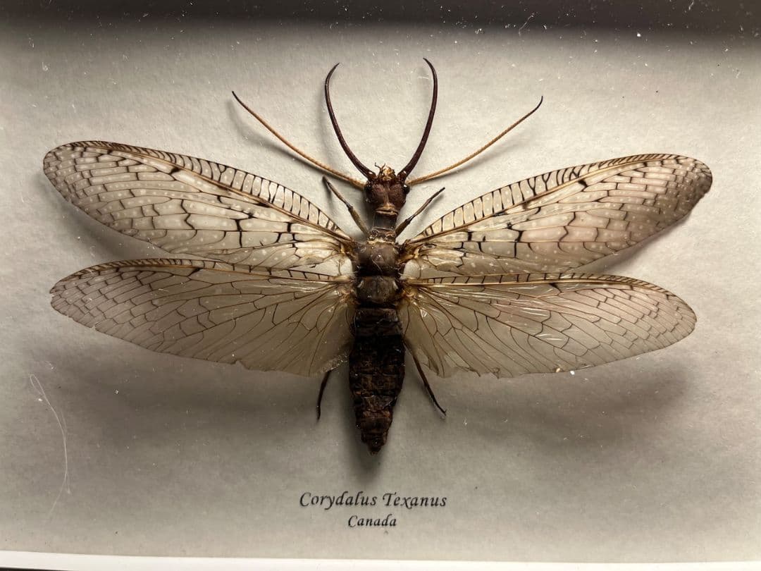 【蜻蛉希少種】オオアゴヘビトンボ ペルー産 奇蟲 タランチュラ ムカデ 標本