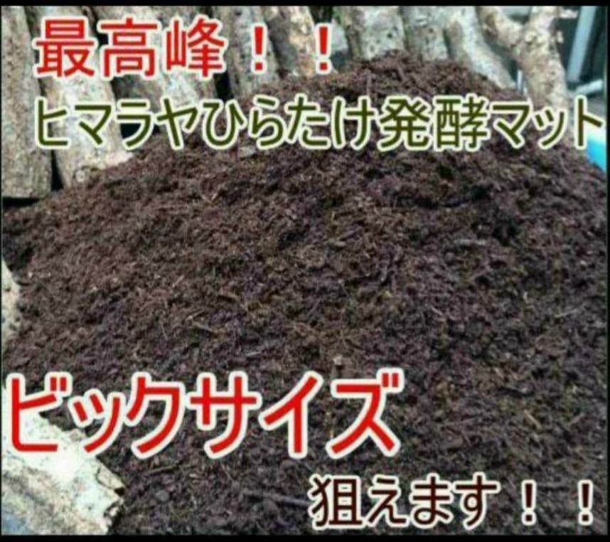 幼虫が丸々太ります！80リットル☆ヒマラヤひらたけ発酵カブトムシマット栄養価抜群