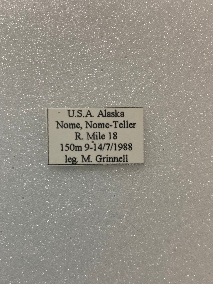 P.phoebus（1メス、アラスカ産）