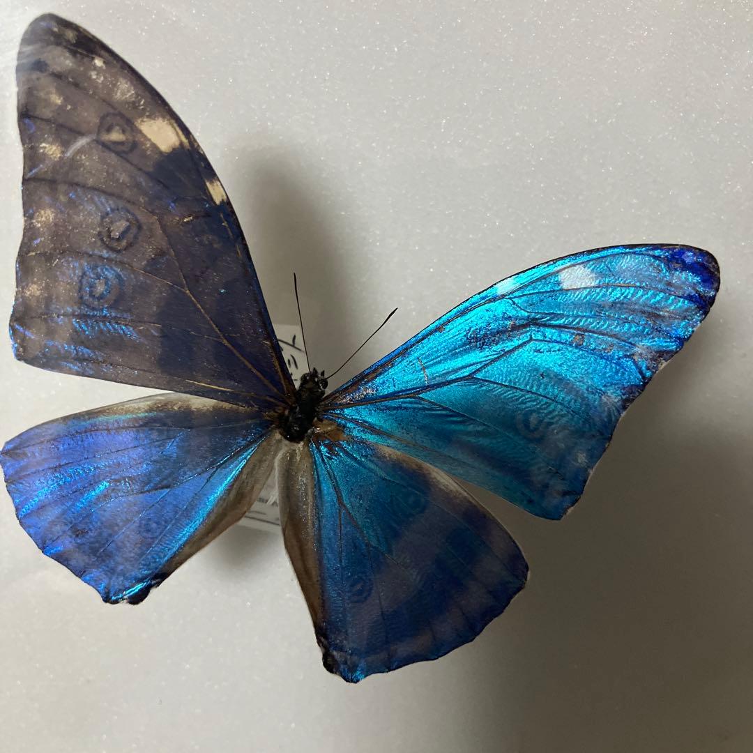 モルフォドイツ箱