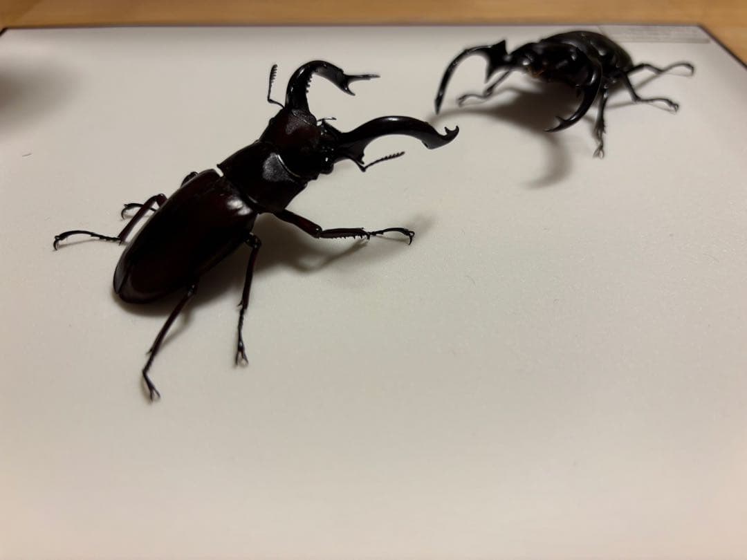 か*が様 ウエストウッドオオシカクワガタとフォルスターフタマタ〔ニシ〕の立体標本