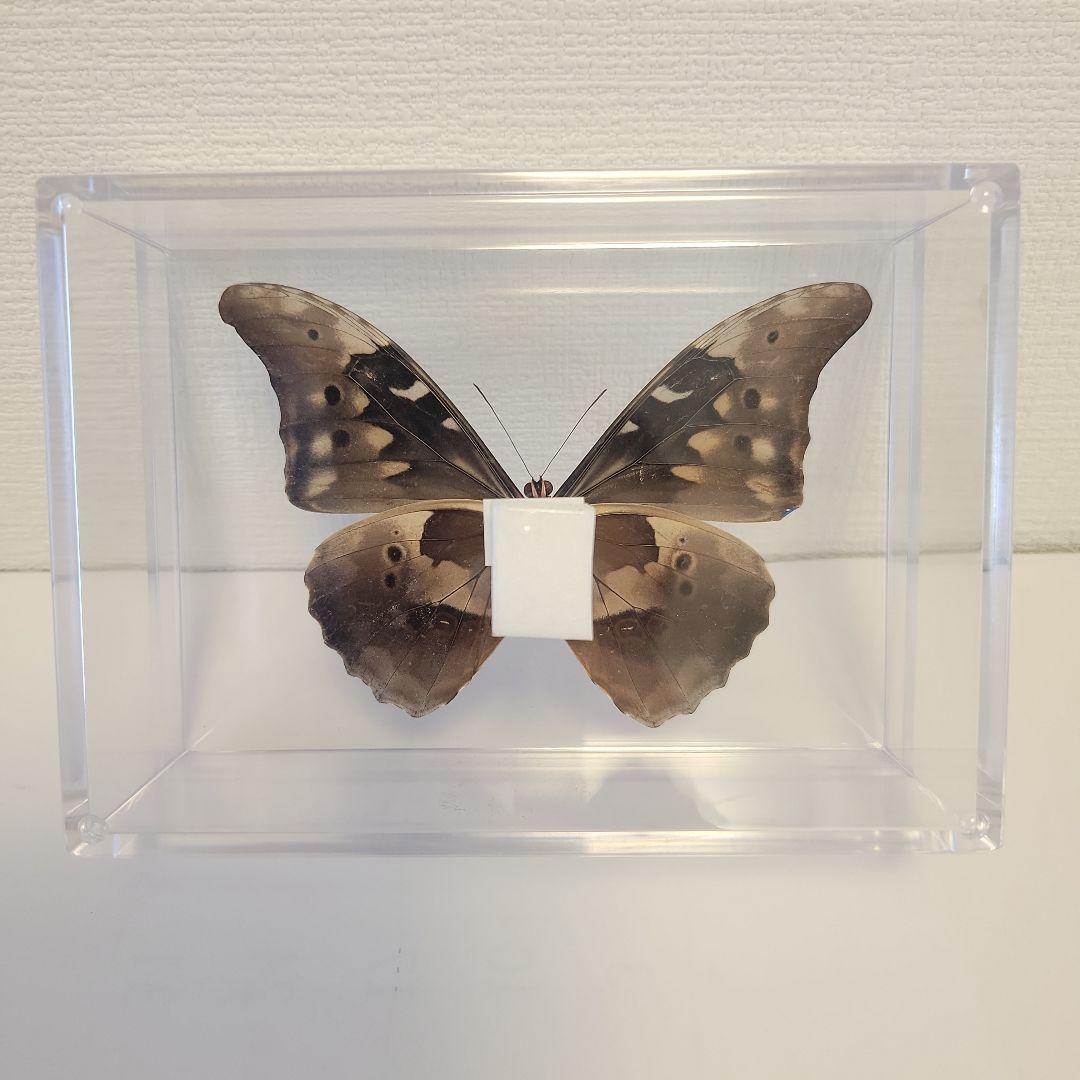 蝶の標本　熱帯ジャングルを舞う宝石(珍珍)