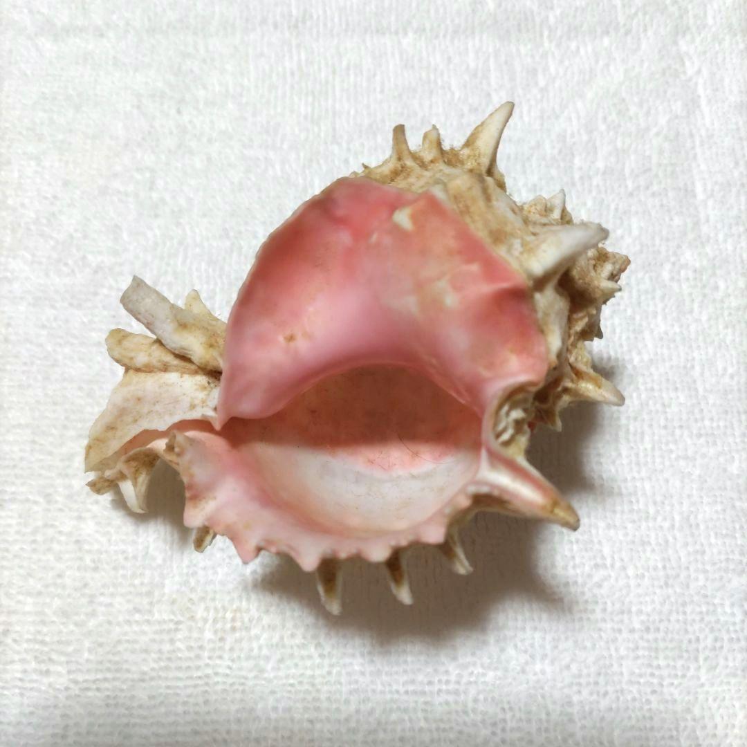 【希少】1960年 オーストラリア 木曜島 紅岩石 藤井富太郎氏 ゆかりの品