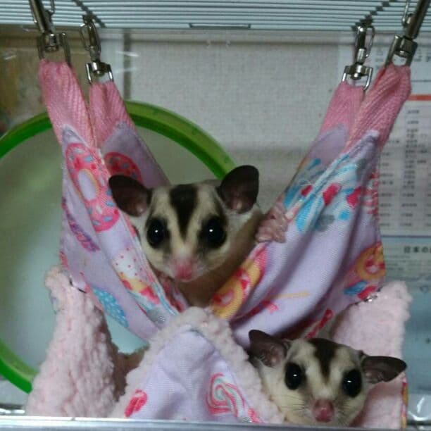 モモンガハウス(猫・カフェ)ボア茶  1800円