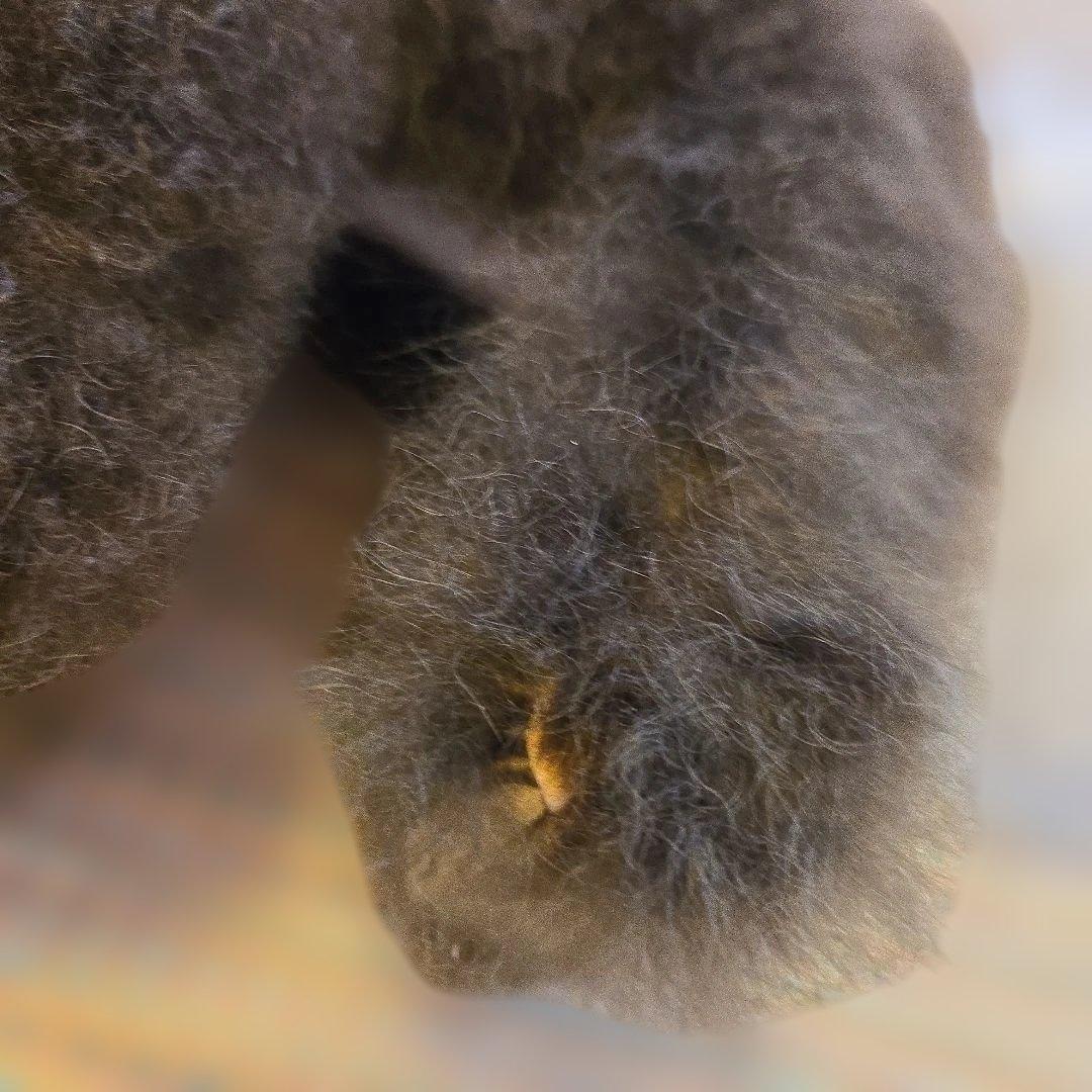 UKCA COZY 馬 リアルアルパカファー