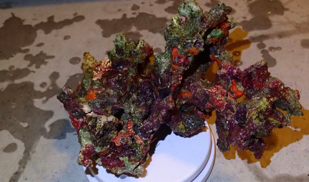 ライブロック　約4.4kg