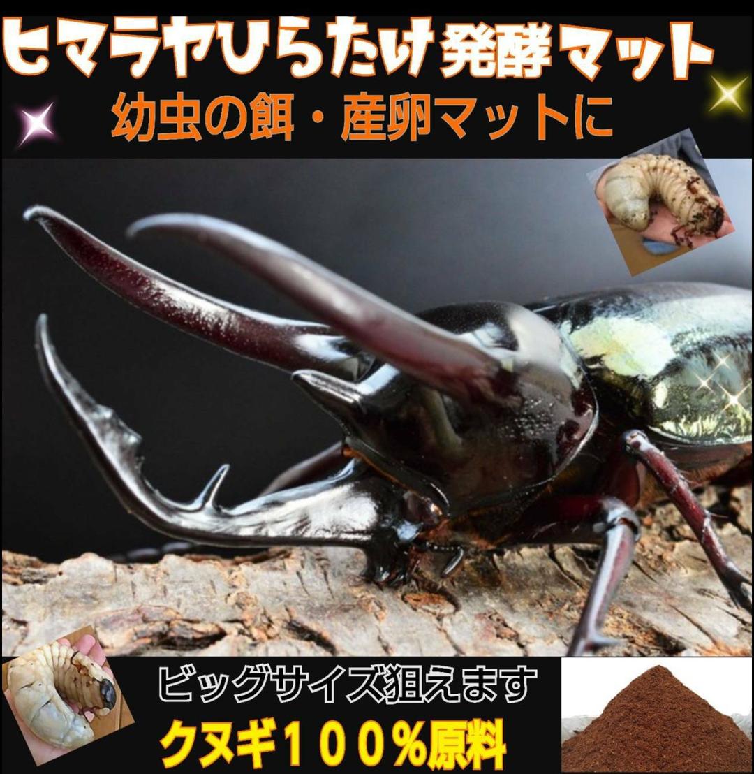 最強のカブトムシマット！300リットル　ヒマラヤひらたけ発酵マット　幼虫が巨大化