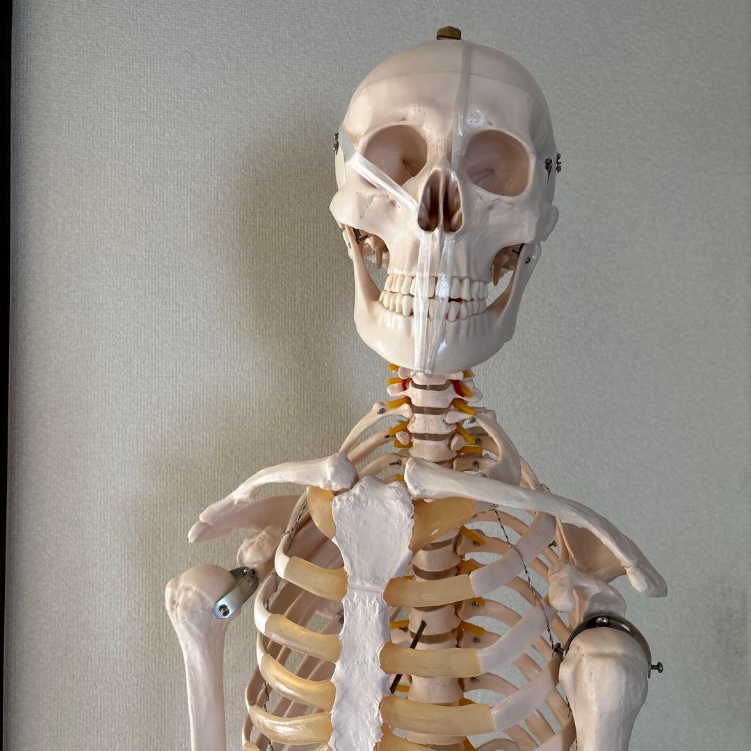 等身大骨格模型170cm キャスタースタンド付き