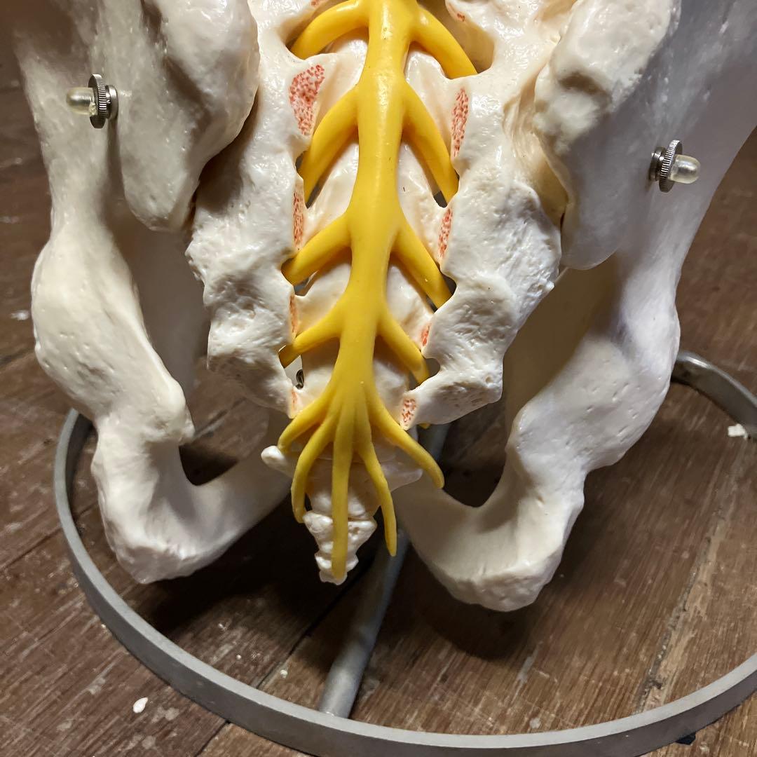 カイロプラクティック　ソムソ　 SOMSO 人体模型