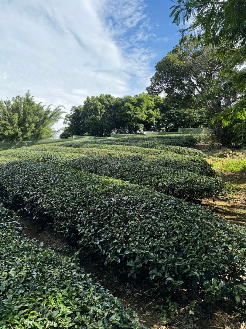 【台湾直仕入れ品｜最高級品 東方美人茶｜台湾産 高級烏龍茶】