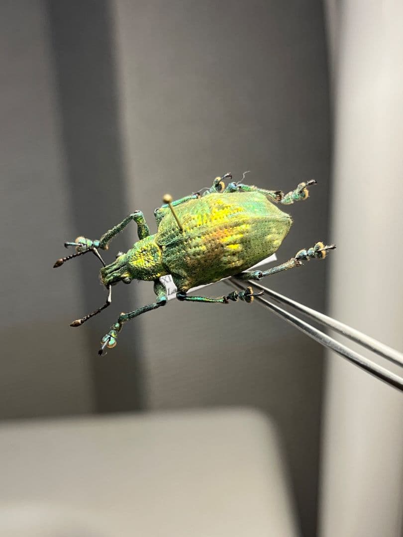 ホウセキゾウムシ ブラジル産 標本プラチナコガネ タマムシ ジンガサハムシ