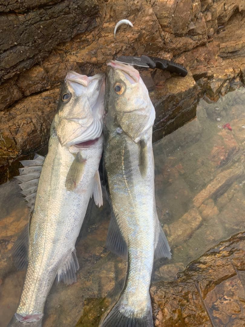 波乙-全-全‼️