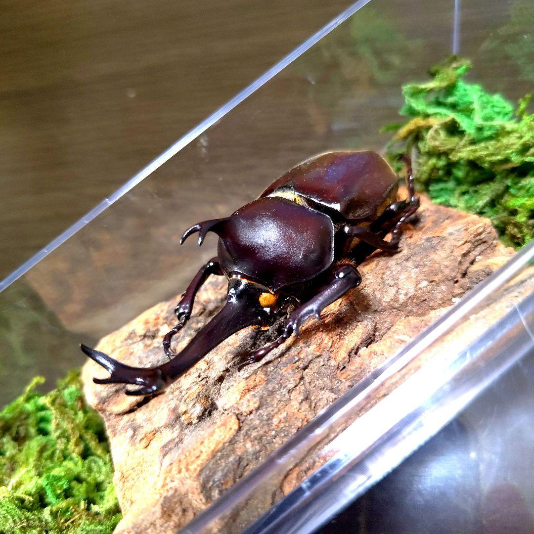 野生極美特大超巨大頭角19.7mm体長80mmぐらい黒ブラックカブトムシ昆虫標本