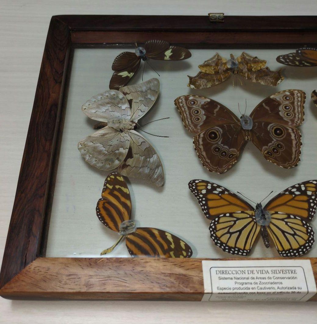 蝶の標本 木製フレーム入り