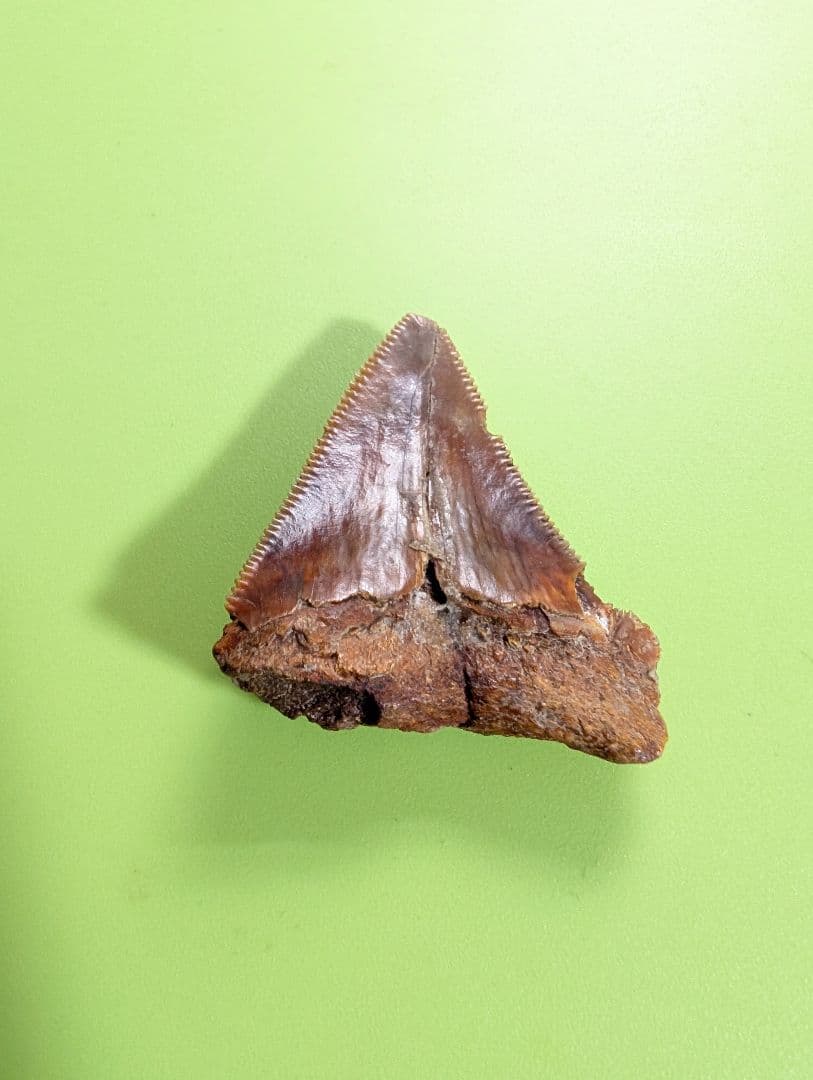 南米チリ産　サメの歯 化石 希少 マクラメ　ハンドメイド　標本　コレクション