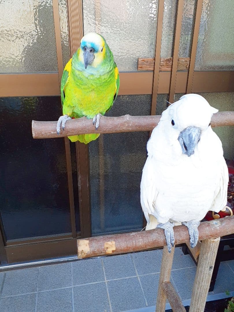 オウム&インコスタンド&止まり木{コメント用}