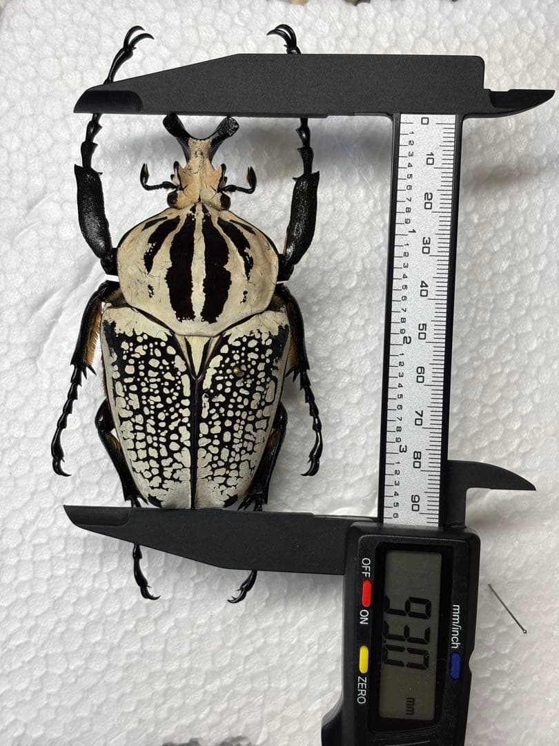 WD大型ペア ゴライアスオオツノハナムグリ