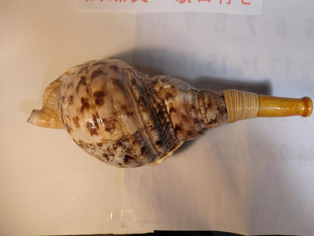 法螺貝 約39㎝ 木製歌口,新品 MH-476