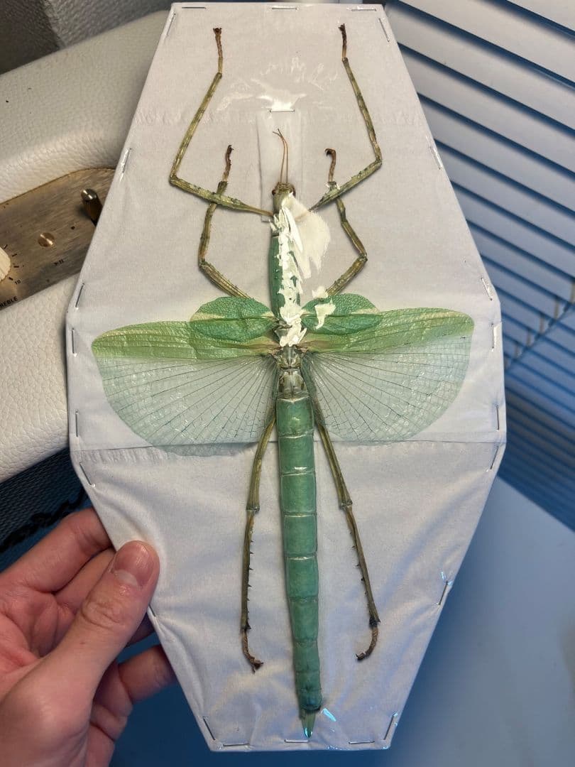 【状態良好】ゴライアスオオトビナナフシ 陸のザリガニ歩くソーセージコノハムシ