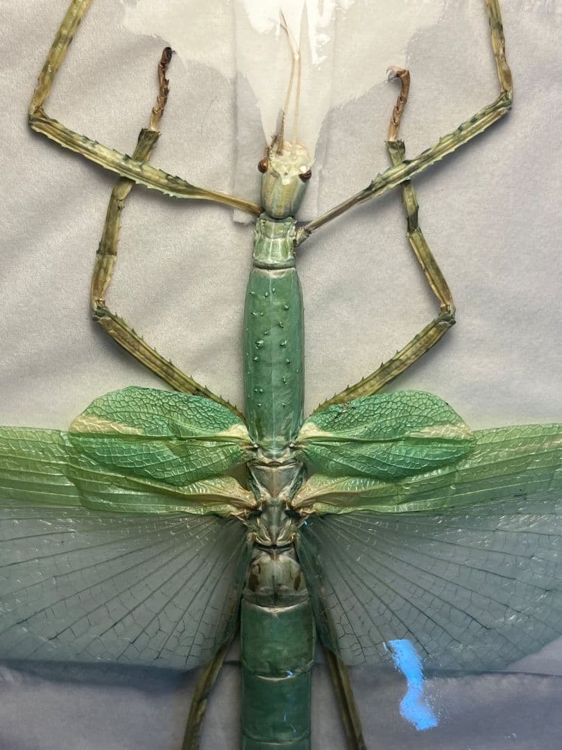 【状態良好】ゴライアスオオトビナナフシ 陸のザリガニ歩くソーセージコノハムシ