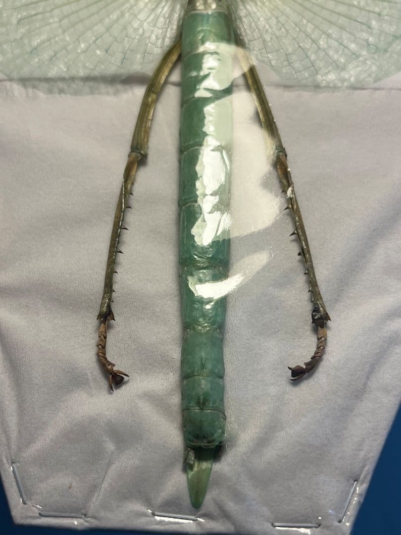 【状態良好】ゴライアスオオトビナナフシ 陸のザリガニ歩くソーセージコノハムシ