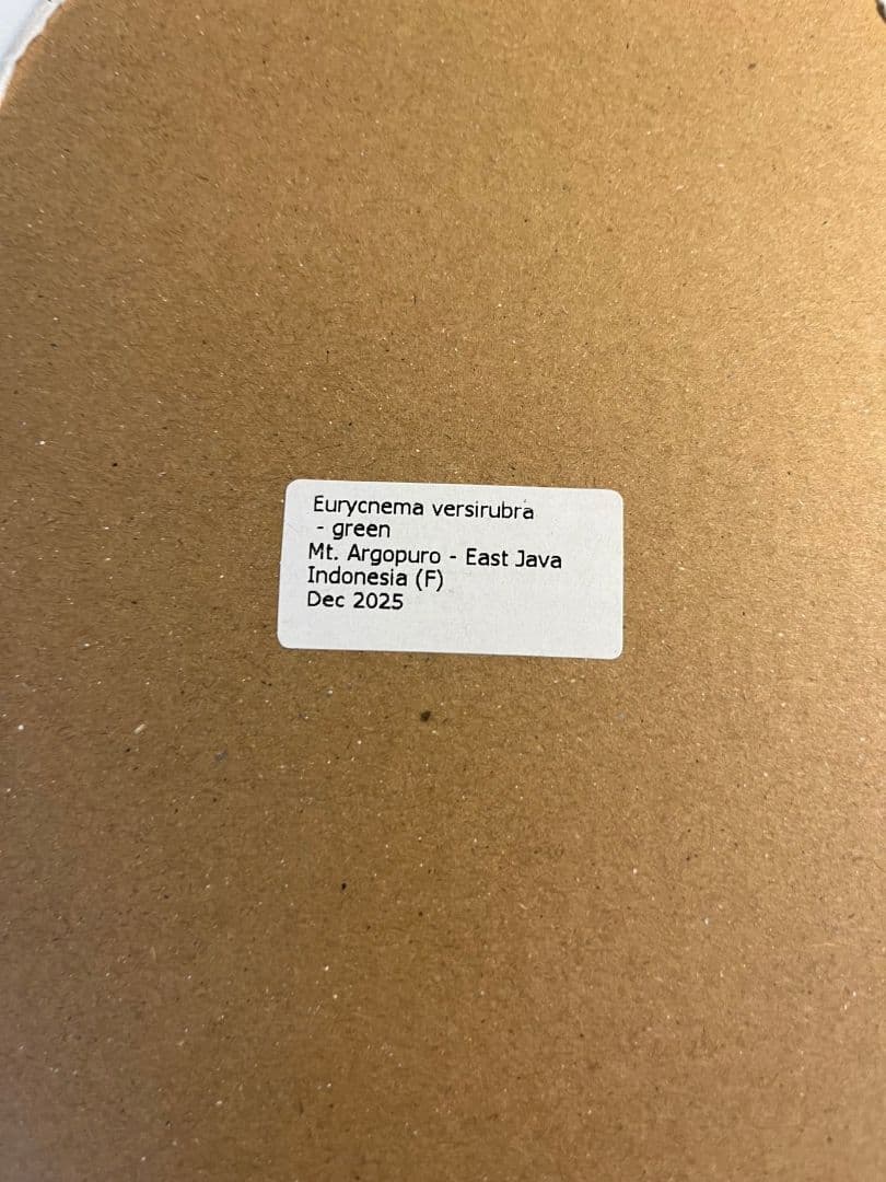 【状態良好】ゴライアスオオトビナナフシ 陸のザリガニ歩くソーセージコノハムシ