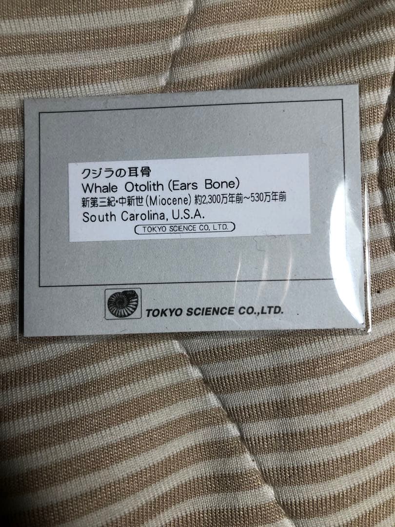 【貴重】クジラの耳骨　化石