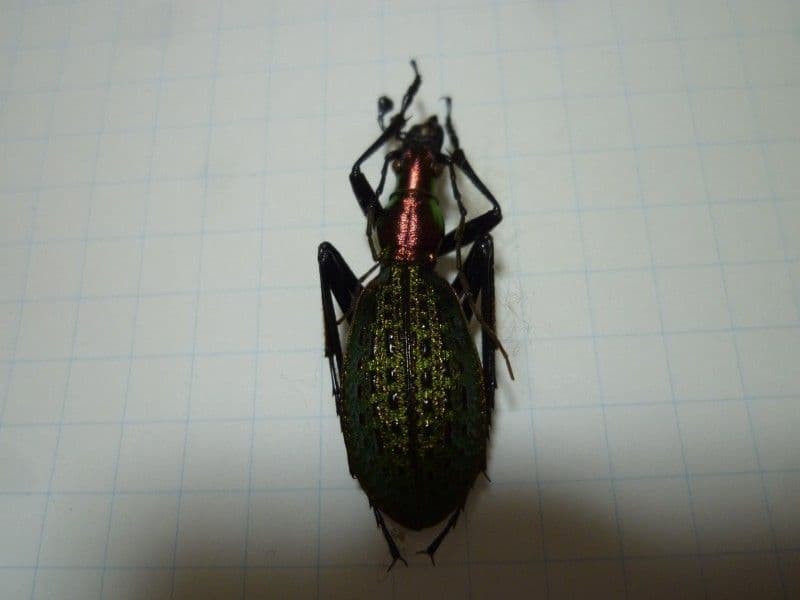 ホソクビナガオサムシ/韓国.智異山産【外国産オサムシ標本】