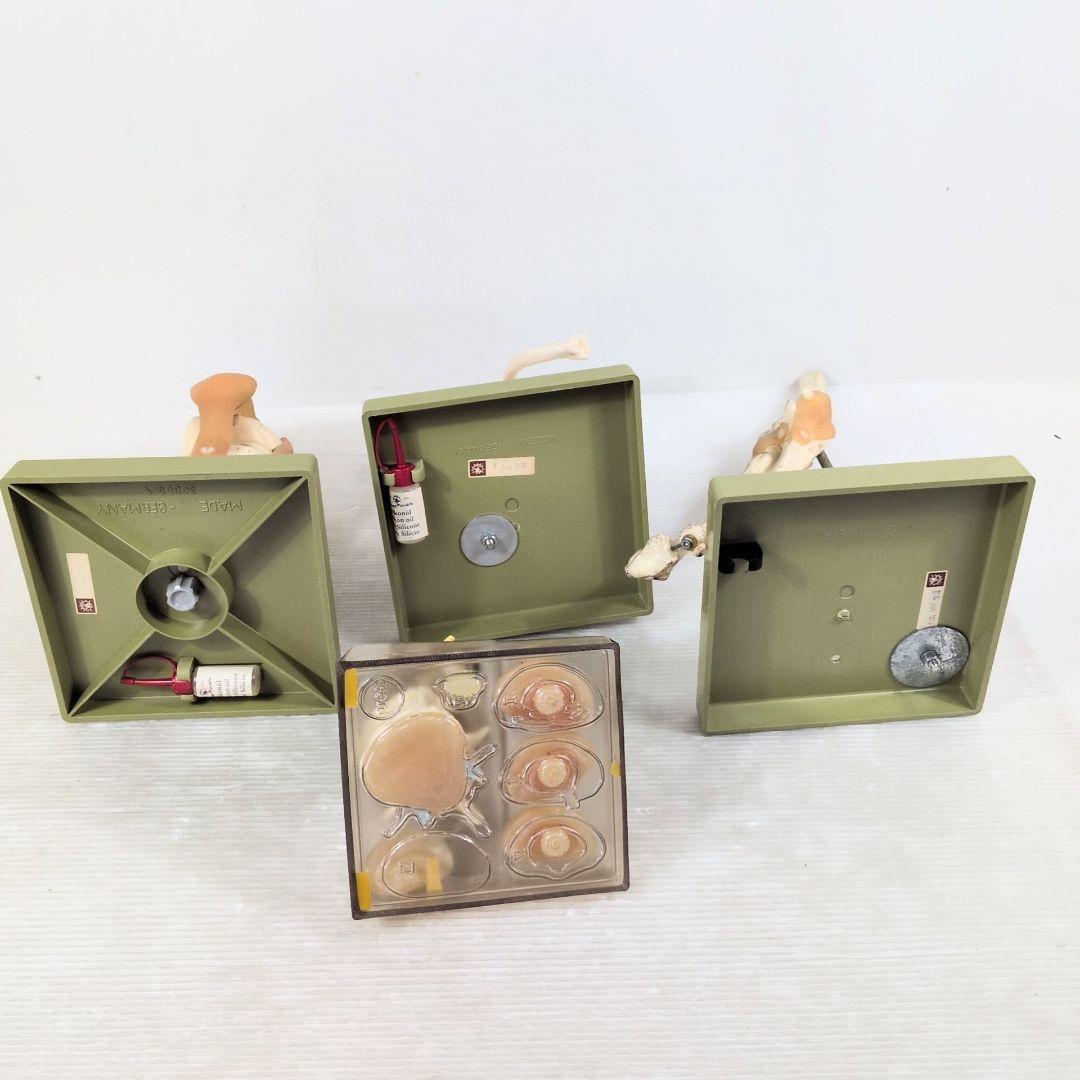 SOMSO 肩関節 膝関節 肘関節 椎間板 模型 ソムソ ドイツ製 人体模型