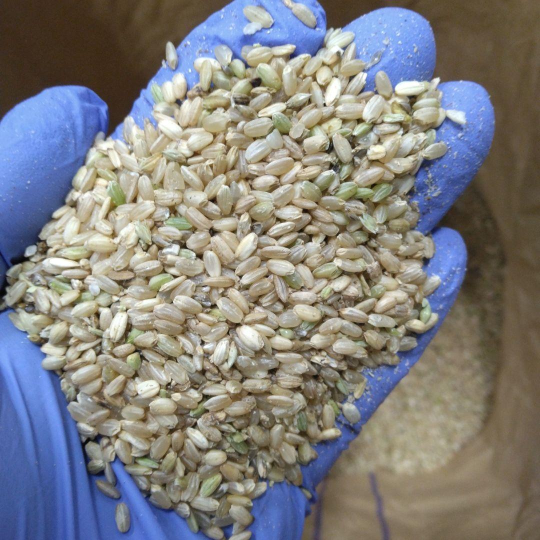 令和6年度産 くず米 20kg