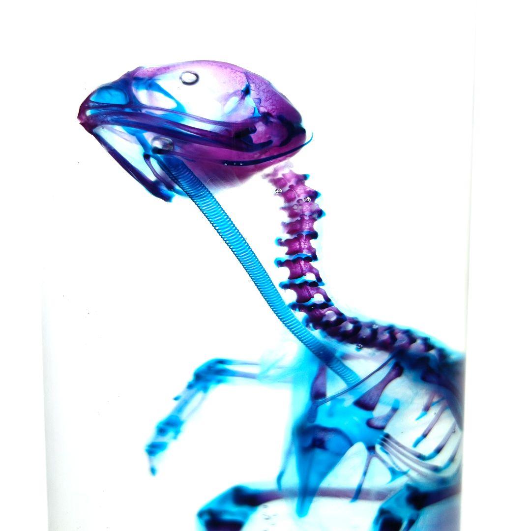 1点物☆極美品【透明骨格標本】ウズラ② 約10cm