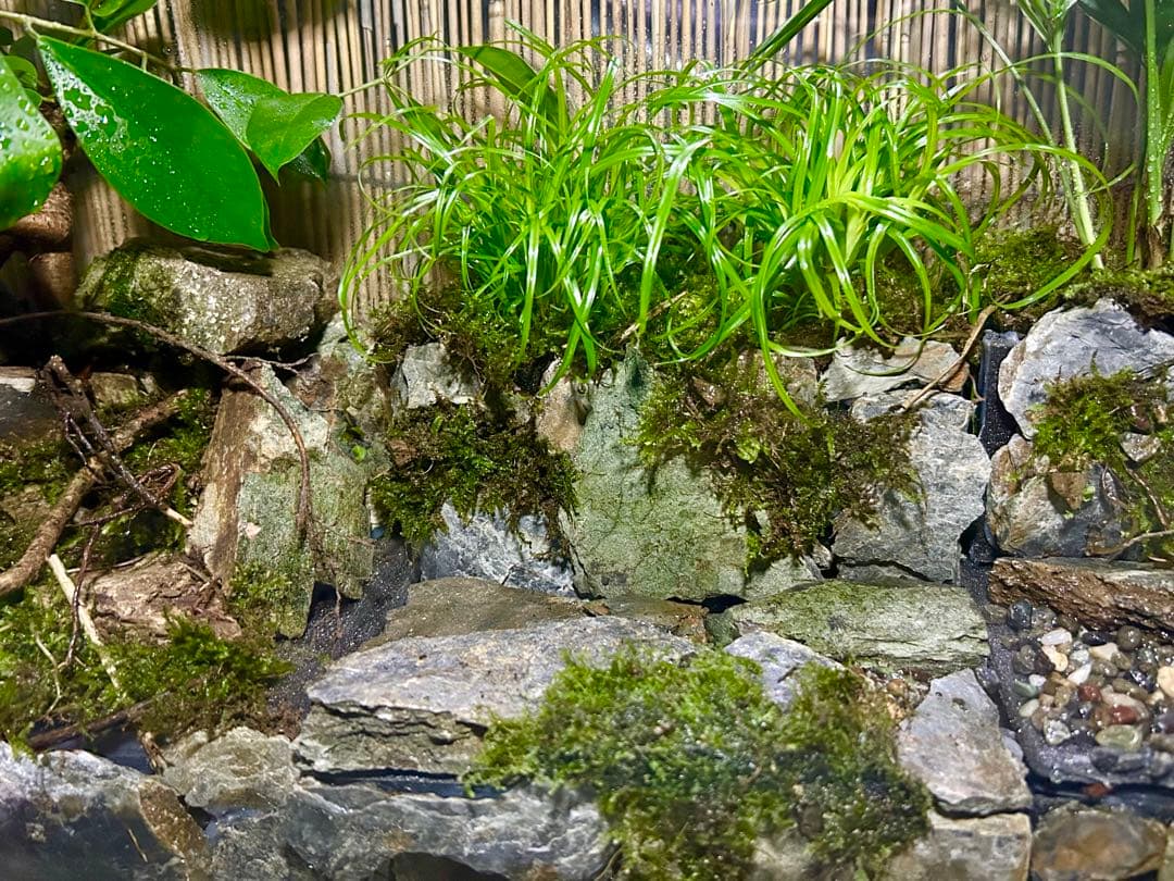 コトブキオールガラス水槽　60センチレイアウト