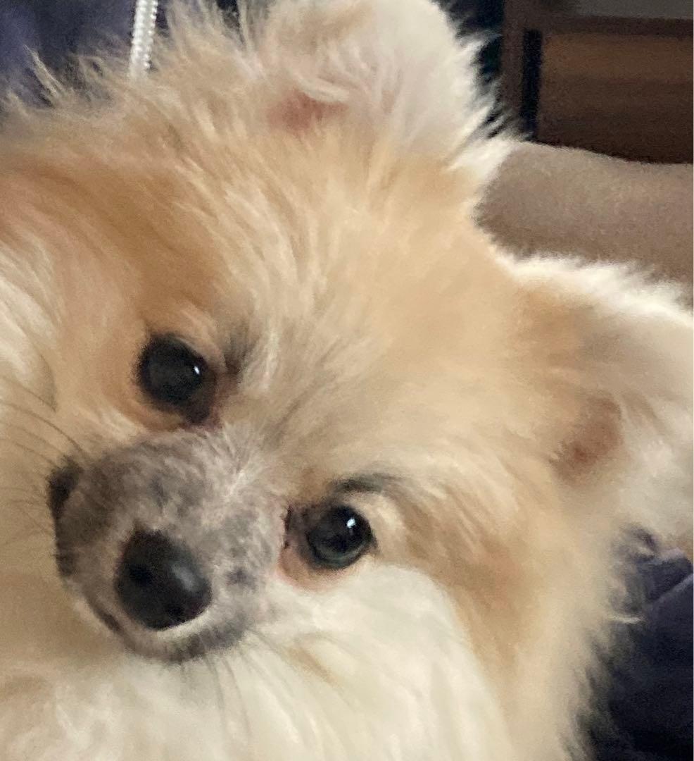 ポメラニアン クリーム色 ふわふわ　の写真