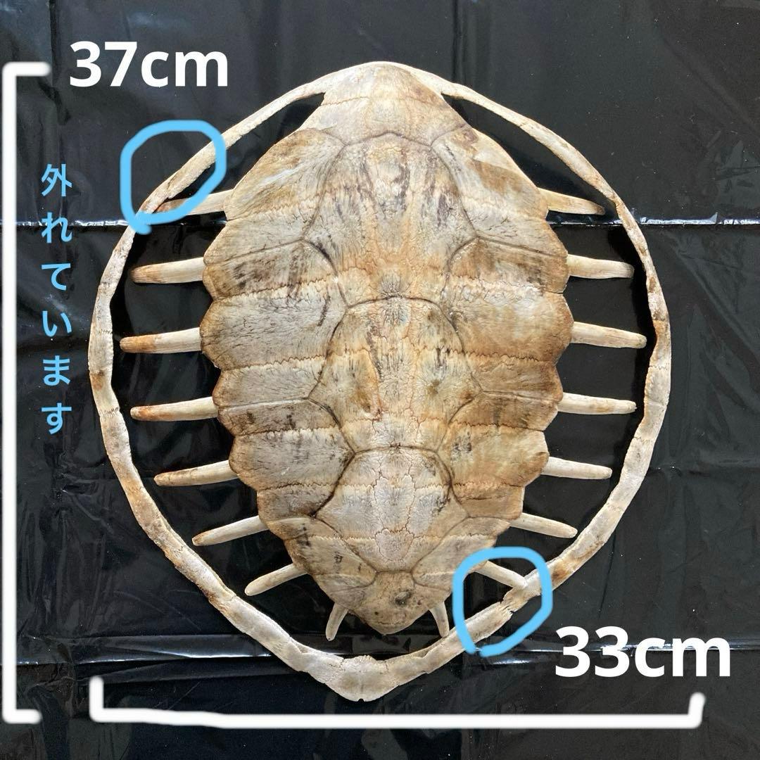 アオウミガメの骨 骨格標本