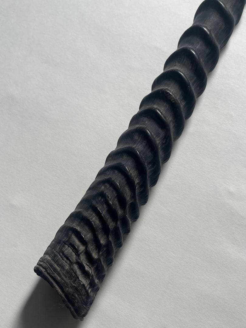 希少② オリックスホーン　鹿の角　検索）一角獣　オウムガイ