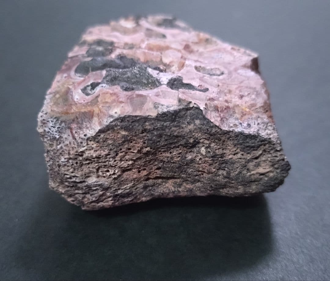 【激レア美麗】フィトサウルス類レドンダサウルスの装甲（スクート）化石