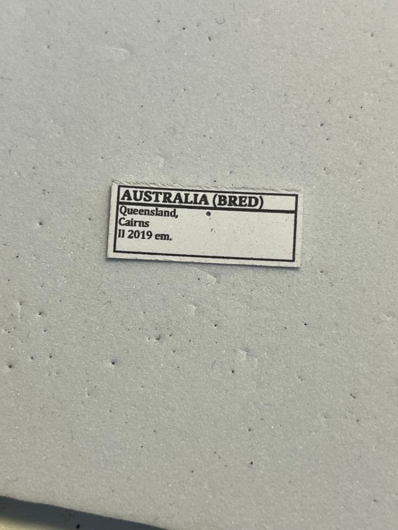 【標本】ニジイロクワガタ オウゴンオニクワガタ ピカール血統 エラフスホソアカ