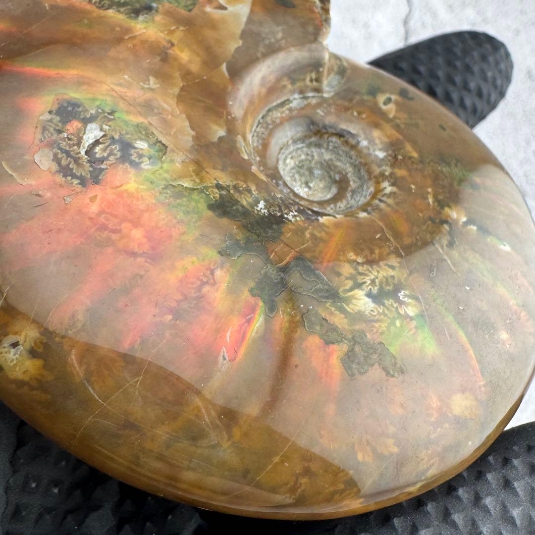 G-79天然アンモナイト原石　游色多色アンモナイト化石 天然石　コレクション標本