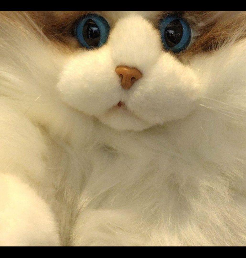 猫のぬいぐるみ　にゃんちゃん　ショルダーねこバッグ