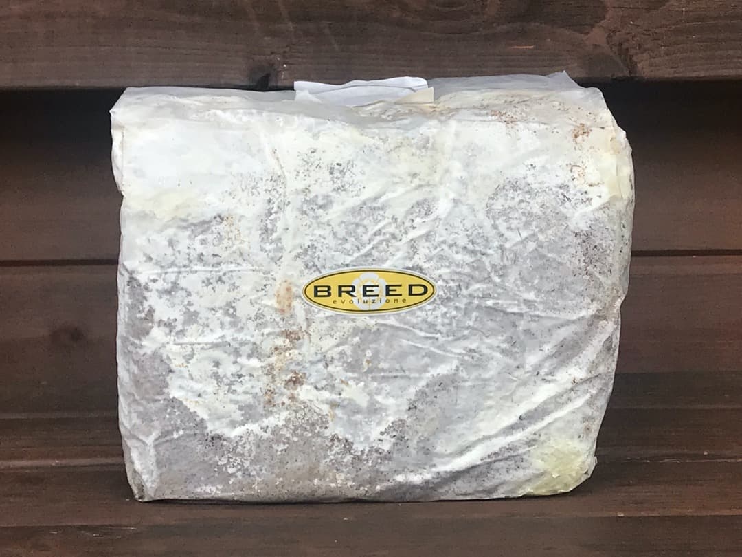 高性能・高品質　BREED菌糸ブロック　3500cc　8個