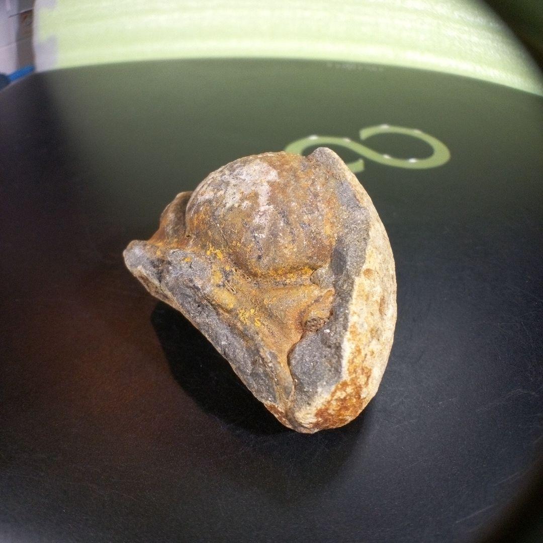 三葉虫　化石　fossil　ボリビア産　trilobite　ボリビア三葉虫郡①