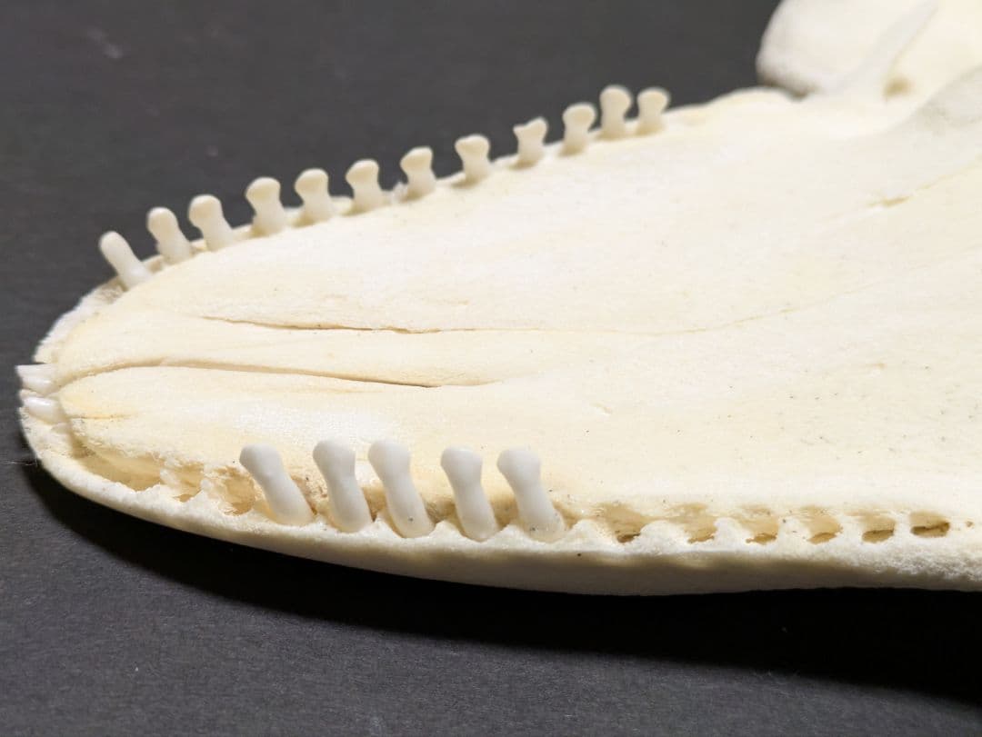 頭骨標本　鯨類イルカの仲間