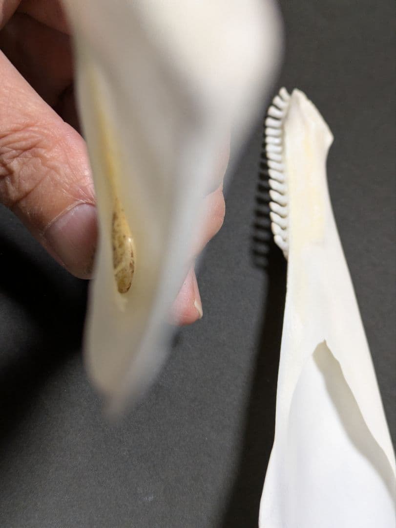 頭骨標本　鯨類イルカの仲間