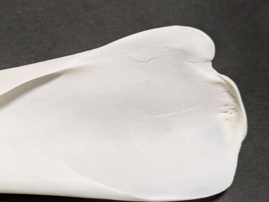 頭骨標本　鯨類イルカの仲間