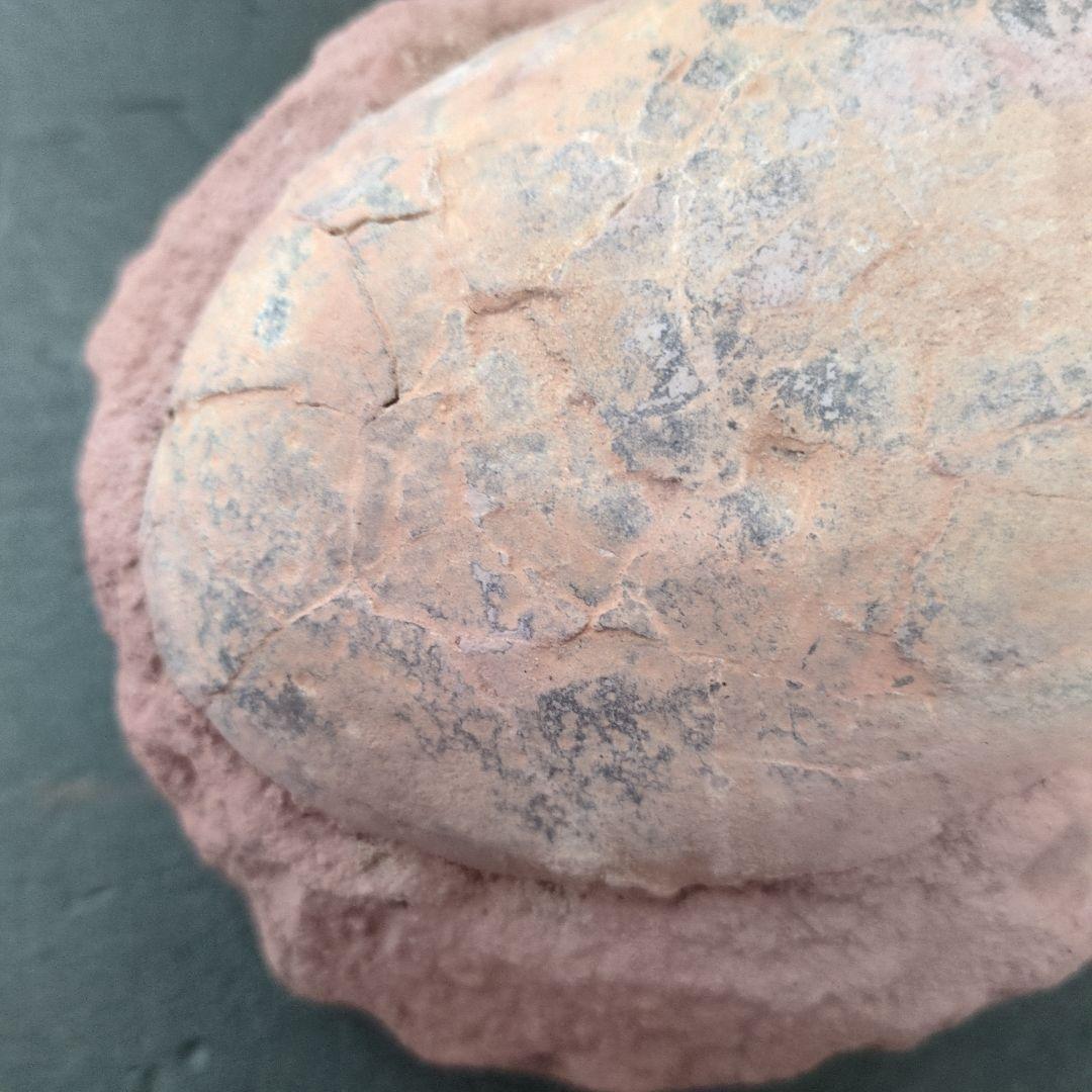 (貴重)　恐竜ハドロサウルスの卵化石　中国　補修あり