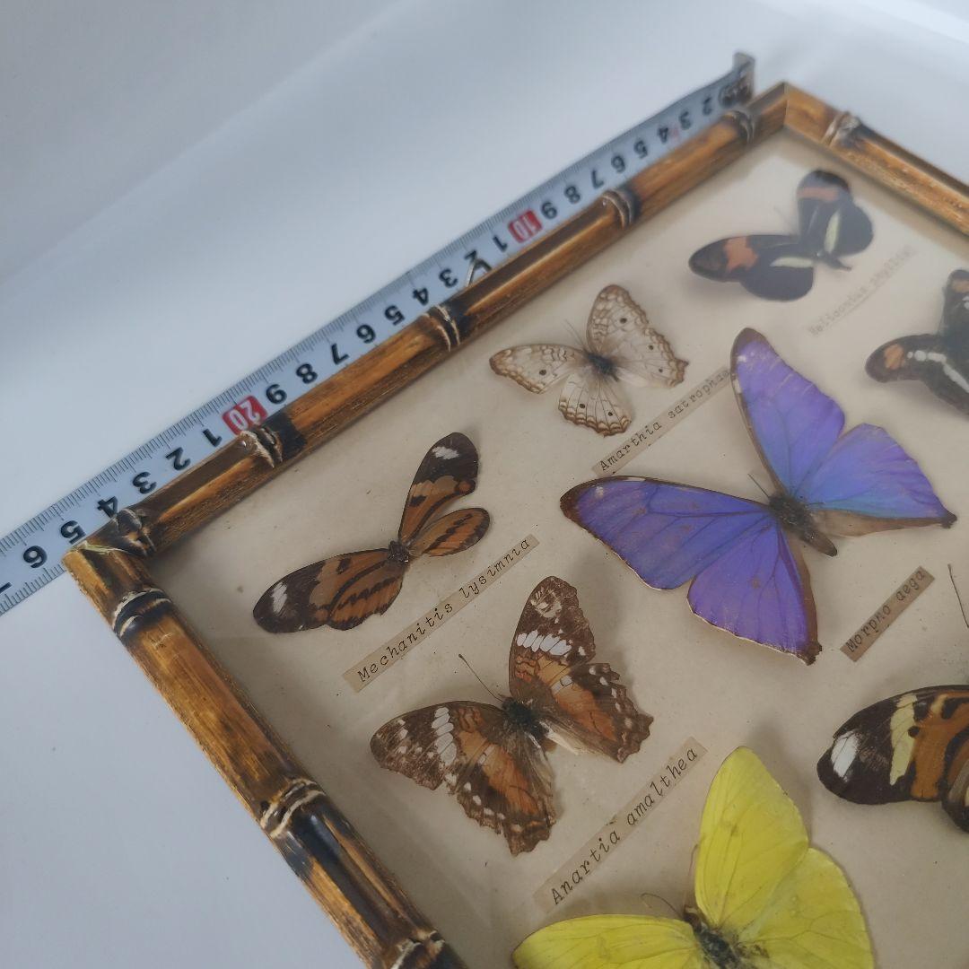 昆虫標本　蝶コレクション　イギリス　アンティーク