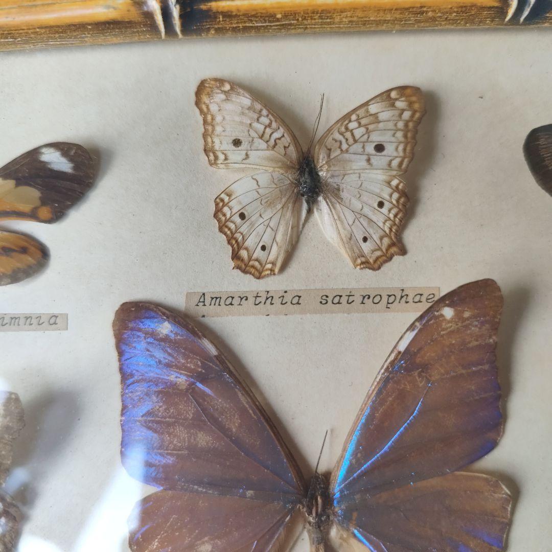 昆虫標本　蝶コレクション　イギリス　アンティーク