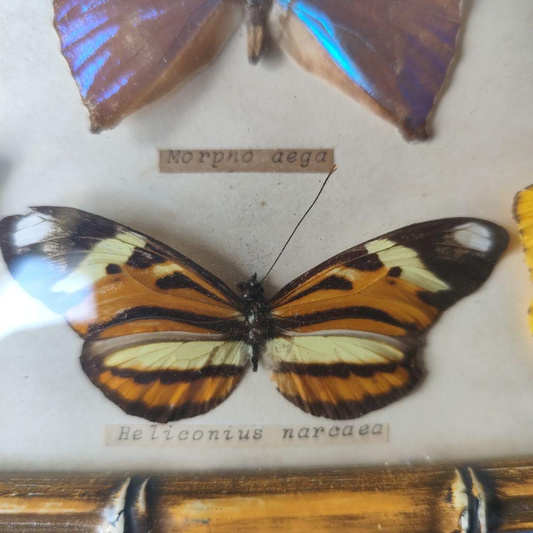 昆虫標本　蝶コレクション　イギリス　アンティーク